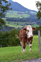 Fototapeta na wymiar Alpen-Kuh-Alpenkuh-Wiese-Natur