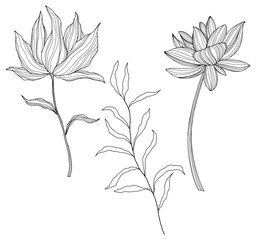 Illustration of abstact flowers. Line png art.