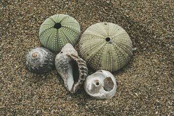 Selective focus. Sea urchins and shells on the sand.
