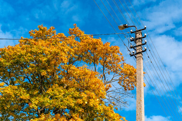 Power grid on Golden autumn tree background