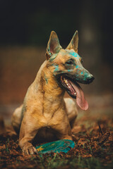 portrait of a shepherd
