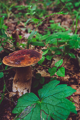 Selective focus. Big mushroom in the forest.
