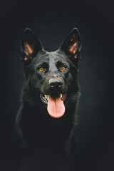 german shepherd dog portrait