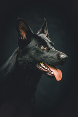 german shepherd dog portrait