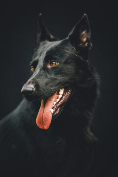 Black German Shepherd