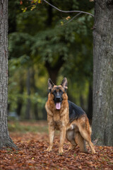 german shepherd dog