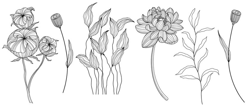 Fototapeta Illustration of abstact flowers. Line png art.