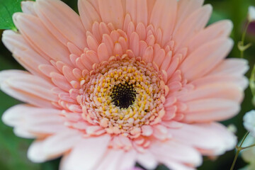 pink gerber daisy
