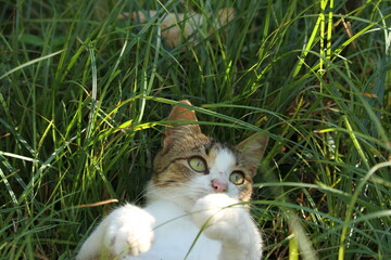 cat playing in grass