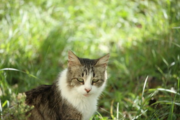 cat on grass