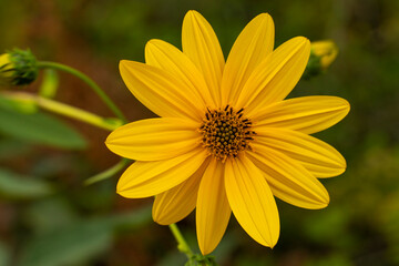 close-up of a beautiful yellow flower in the garden against a background of green foliage. Wild wildflowers. The science of flowers.