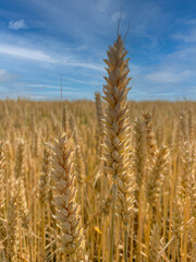 Fototapeta premium A field with grain. Spikelets Rye. Field on the background of the blue sky.