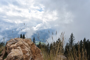 Alpen-Pflanzen-Natur-Wolken-Fels