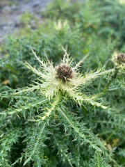 close up of a flower