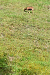 Ziege-Bergziege-Alpen-Österreich-Wiese
