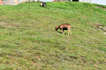 Ziegen-Bergziegen-Tiere-Wiese-Alpen