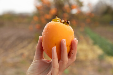 A persimmon, seasonal fruit in autumn, freshly picked from the tree, held by a woman's hand