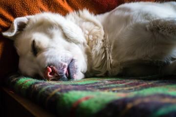 A close up shot of white himalayan shepherd dog sleeping on a bed in an Indian house hold.