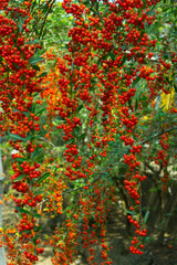 풍성한 붉은 열매가 주럴주렁