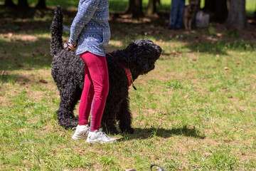 Russian black terrier attacks cynologist, in training of aggression.