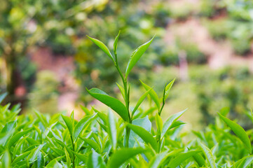 Natural organic green tea leaves tea plantation nuwara eliya in sri lanka