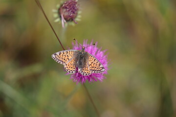 bog fritillary butterfly older creature pollinating a thistle