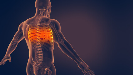 Human rib pain 3D illustration	 - obrazy, fototapety, plakaty