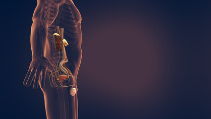 Male urinary and reproductive system 3D illustration