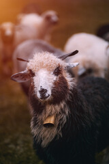 Portrait of a sheep with a bell on the neck. Sheep on a beautiful landscape background. Mountain landscape after the rain.