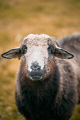 Fototapeta premium Herd of sheep in the mountains - The Tatra Mountains, Poland, Zakopane.