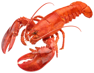 Red lobster isolated