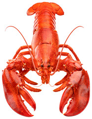 Cooked red lobster isolated