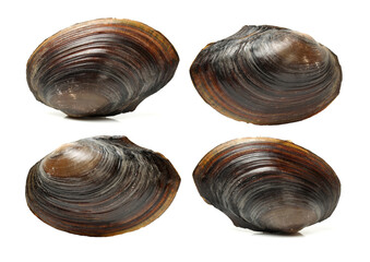 The swan mussel (large species of freshwater mussel) on white background