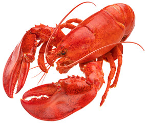 Cooked red lobster isolated