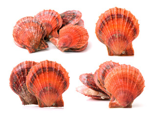Raw scallop on white background 