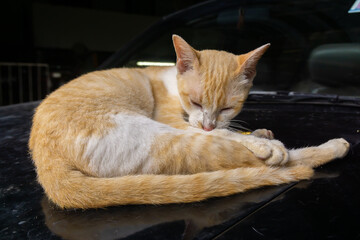 Orange cat sleeping on a black car roof