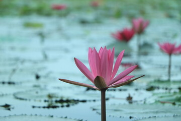 Pink lotus or waterlily floating on water