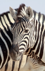 Fototapeta na wymiar Full Framed Burchell Zebra Head looking into camera. Etosha National Park, Namibia
