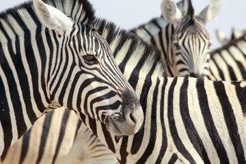 Fototapeta na wymiar Full framed Zebra head, with stripes of other zebras in the background,