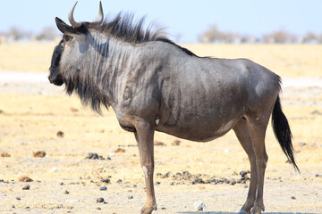 Side Profile of an isolated  Blue Wildebeest standing against a natural pale blue sky and desert in Etosha National Park, Namibia