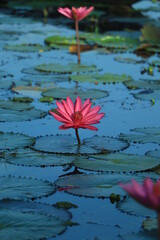 Pink Lotus Flower Or Water Lily Floating On The Water
