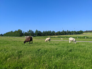 Black and white sheep on grass pasture 