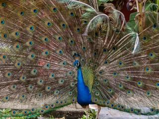 Naklejka premium Peacock displaying in the Caribbean 