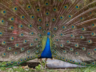 Fototapeta premium Peacock displaying in the Caribbean 