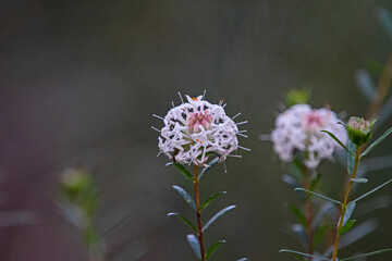 White flower - pimelea linifolia