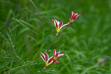 red bulb - Sparaxis grandiflora