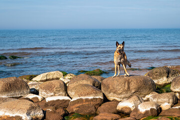 A dog stands on the rocks in the sea against the background of blue sky