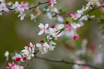 blossom in spring