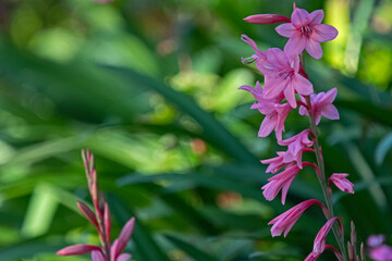 pink flower - Watsonia