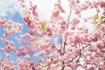 Pink Cherry tree sakura blossom in bright sunshine. Beautiful light red flower a lot, background texture full frame, spring time. Selective focus